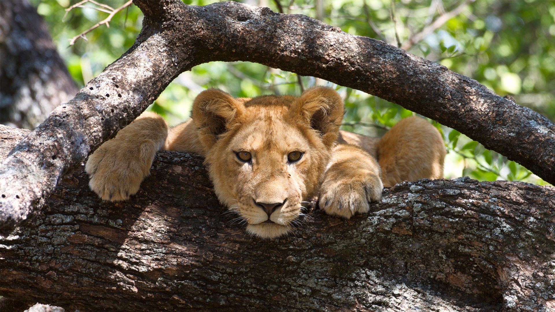 Lion-in-a-tree-in-Lake-Manyara-National-Park-2