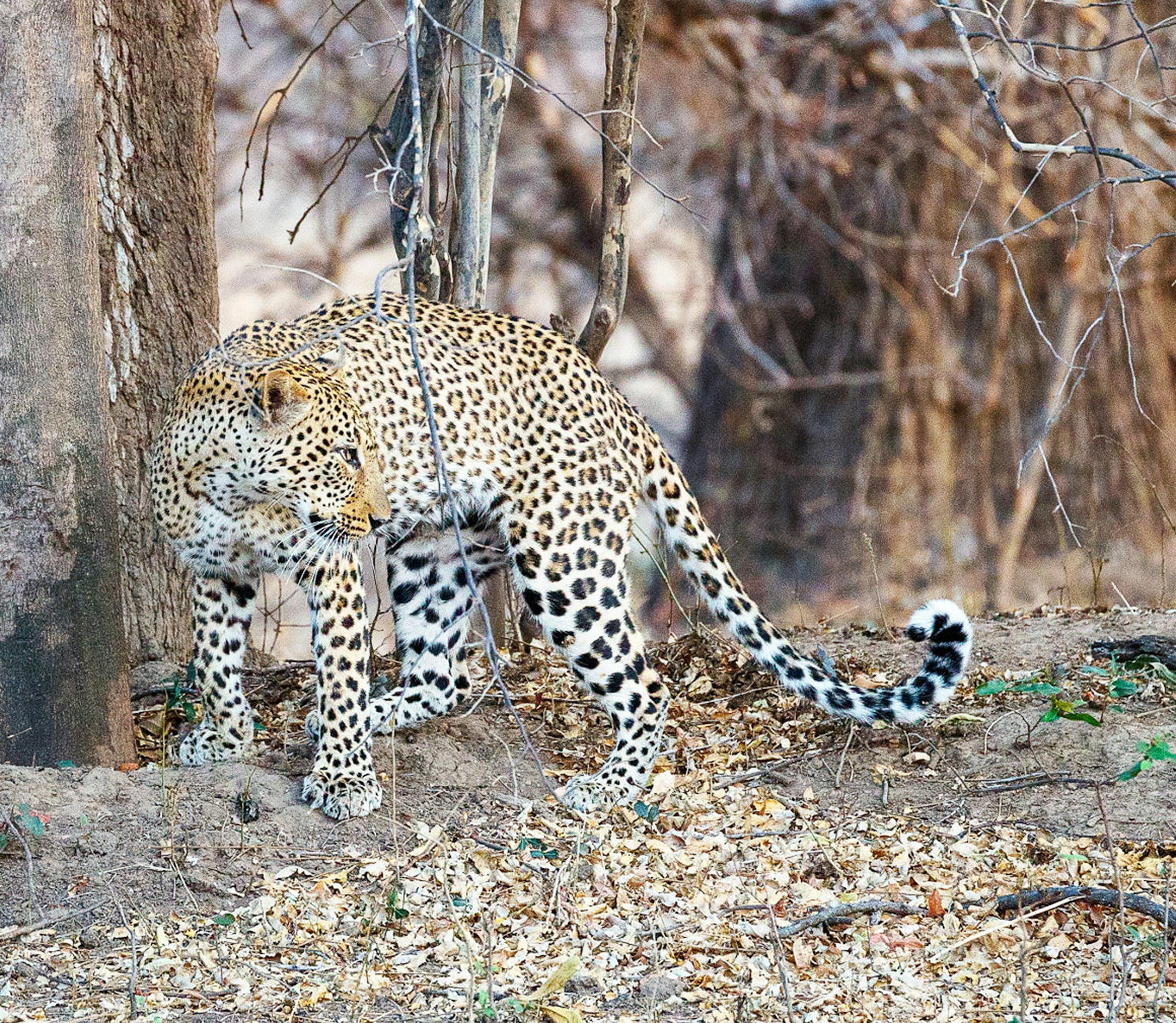 A Scenic Zambia Wildlife pictures