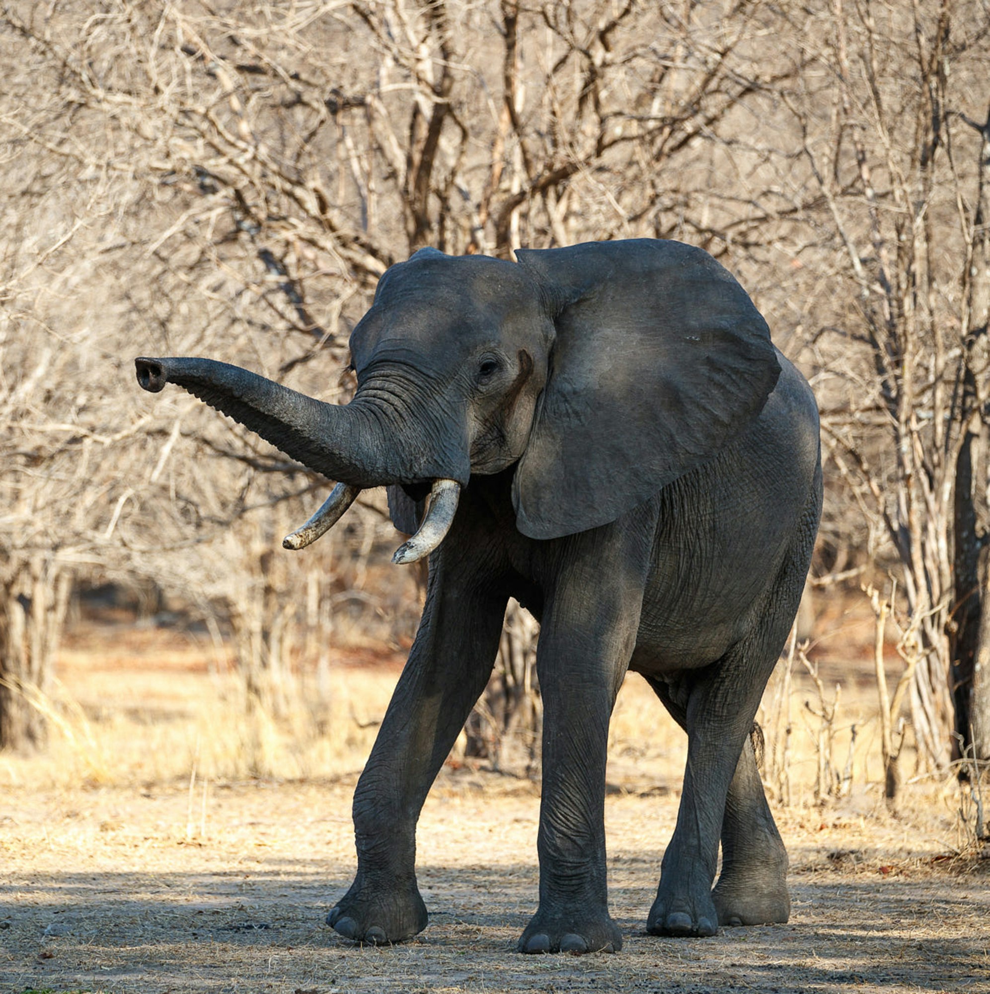 A Scenic Zambia Wildlife pictures