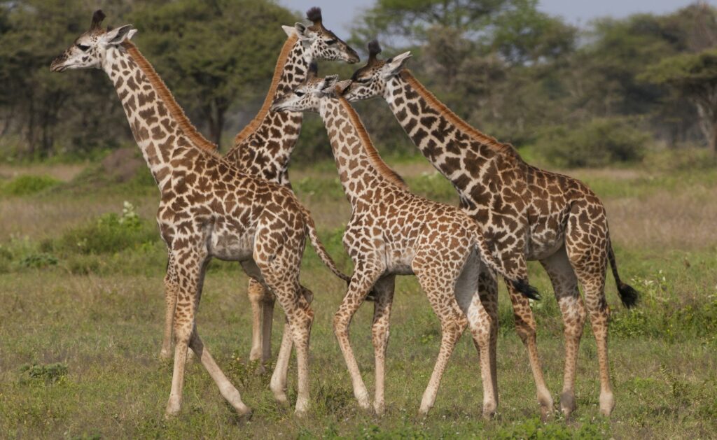 A small group of masai giraffe, Serengeti National Park, Tanzania