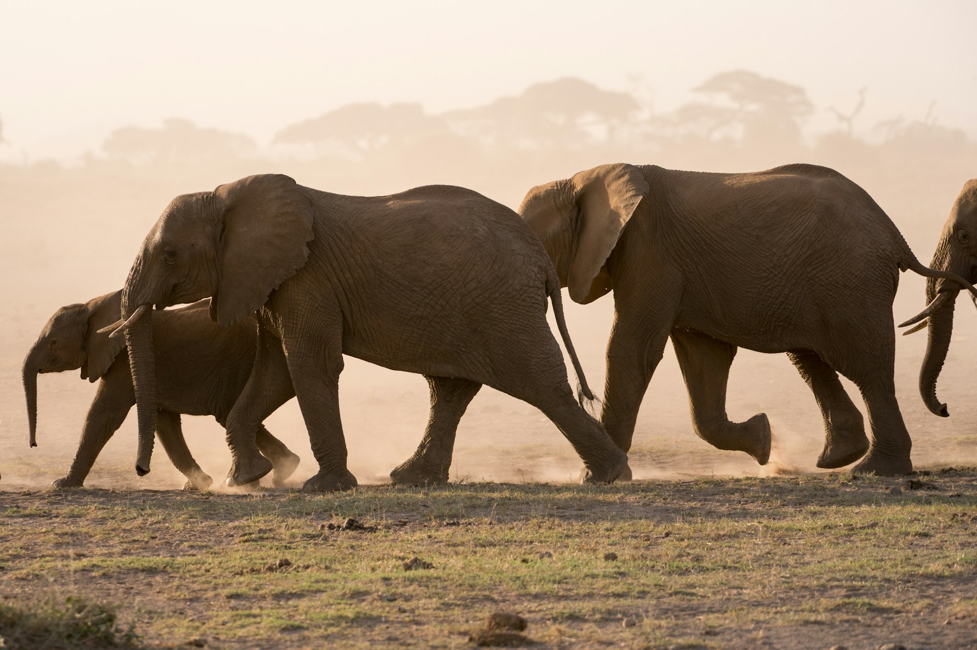 African elephants (Loxodonta africana), Amboseli National Park, Kenya, Africa