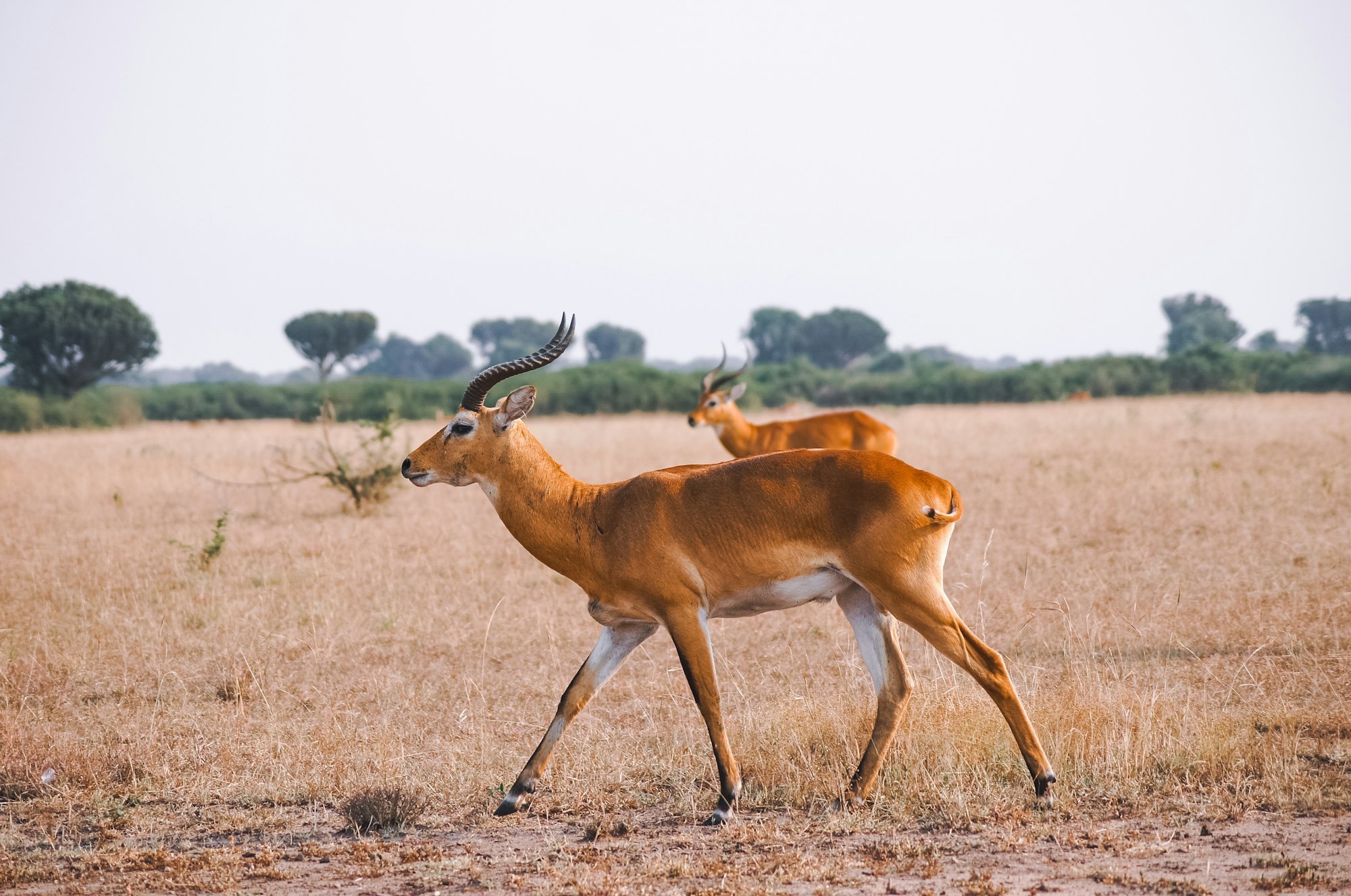 African safari time. Wild antelopes in Uganda.