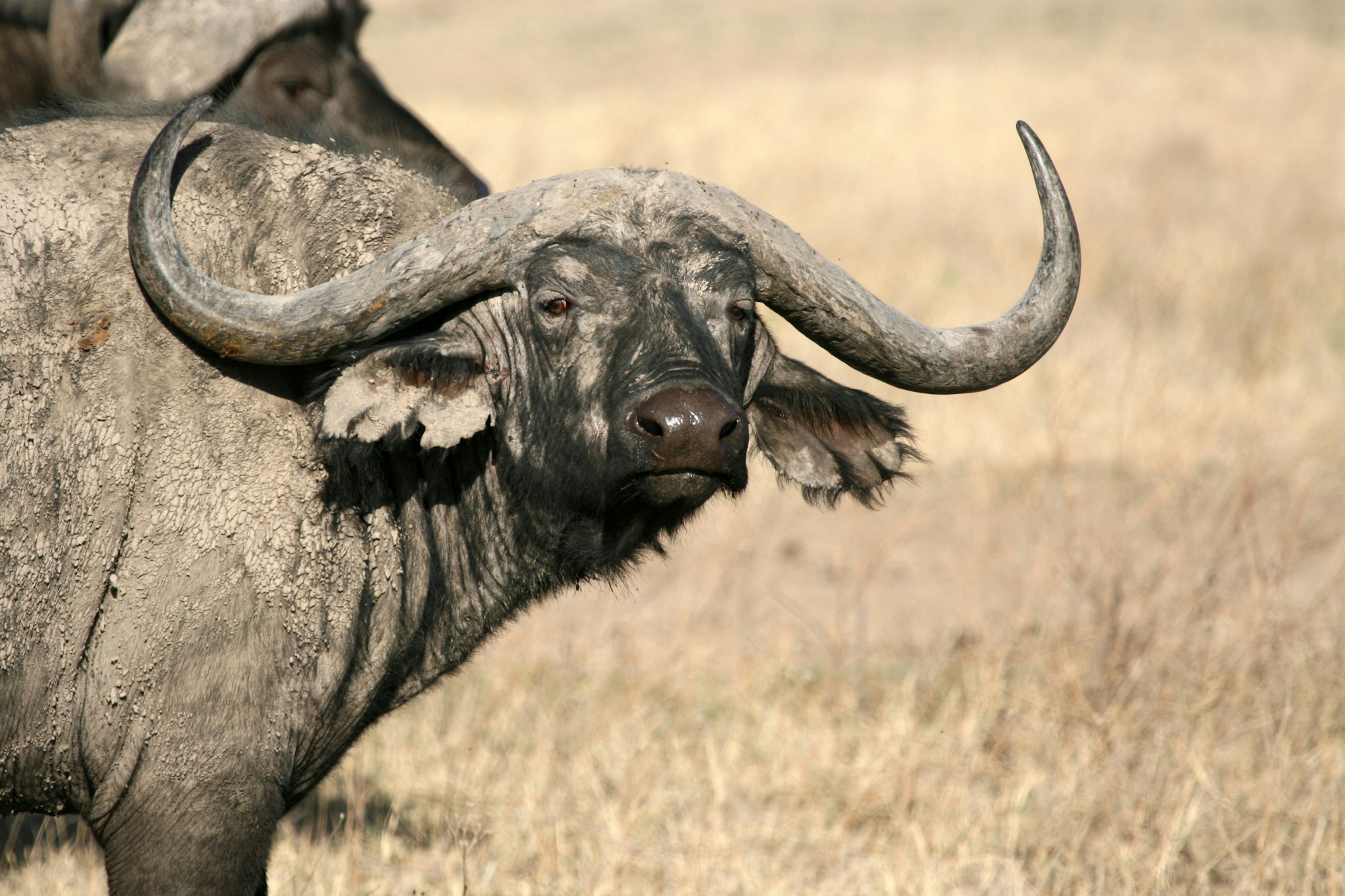 Buffalo - Ngorongoro Crater, Tanzania, Africa