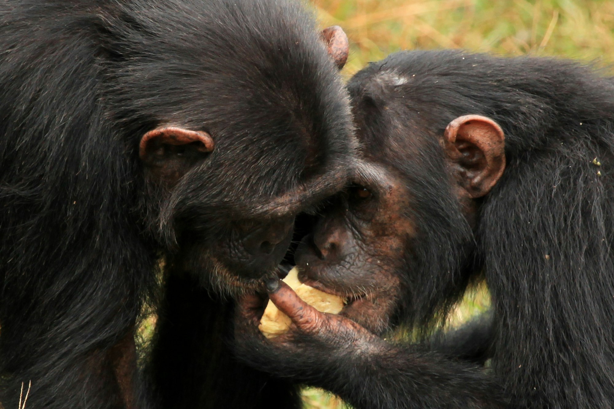 Chimpanzee - Uganda