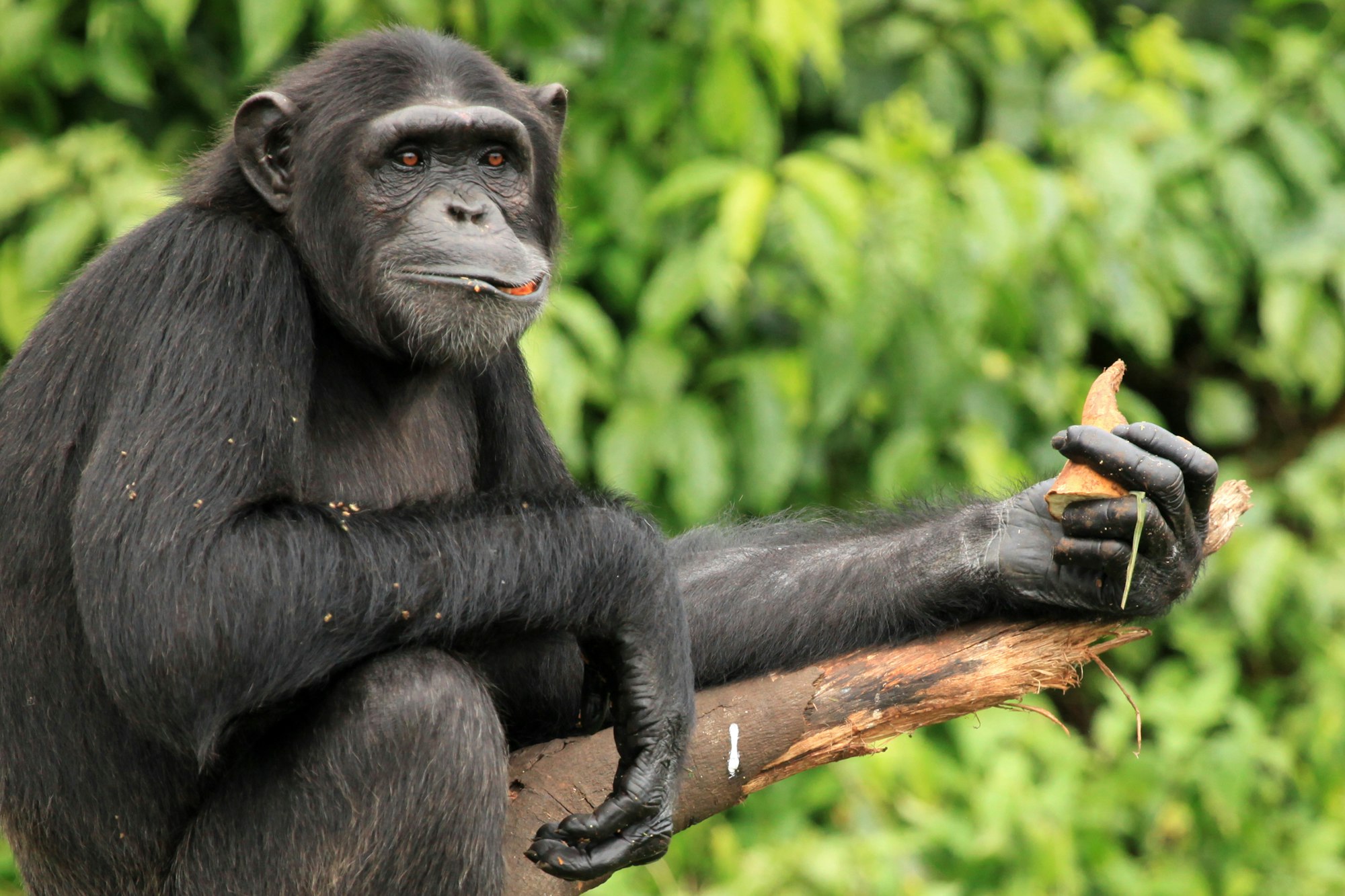 Chimpanzee - Uganda