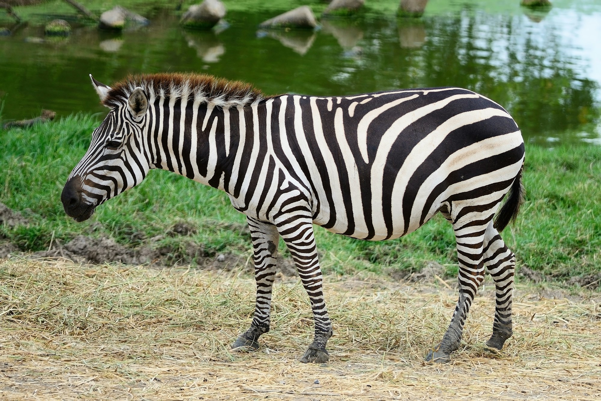 Common Zebra