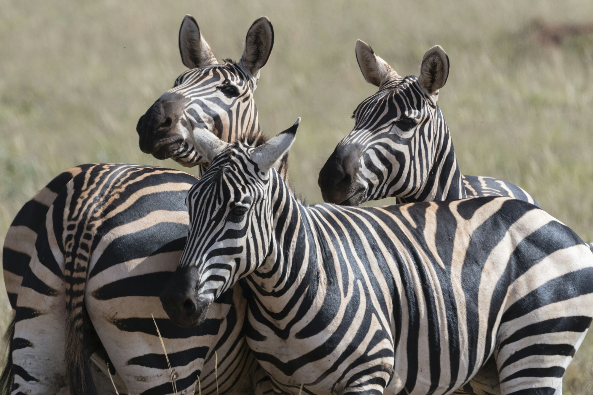 Common zebras (Equus quagga) Tsavo, Kenya, Africa