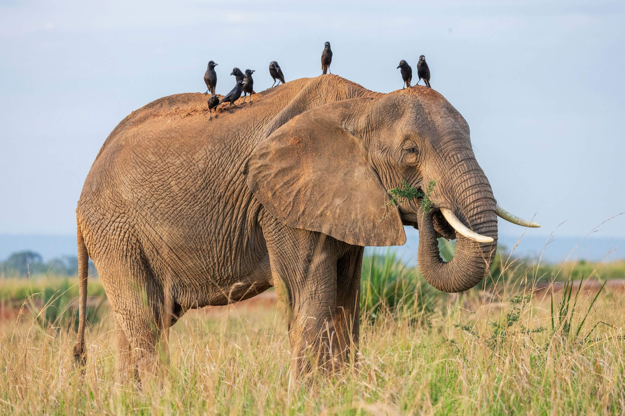 Cute elephant with birds on it in safari of Uganda, Africa