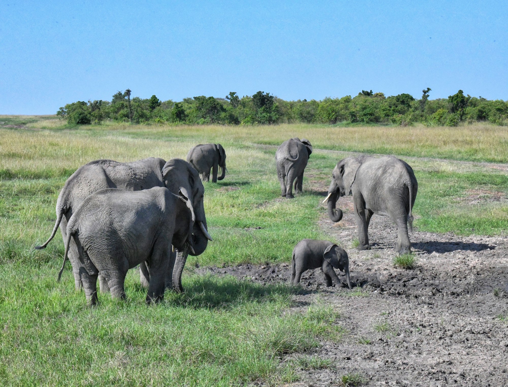 Elephant family in Amboseli Kenya