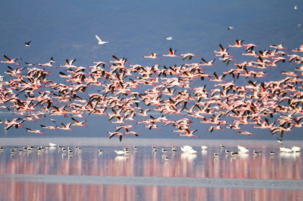 Flock of pink flamingos from Lake Manyara, Tanzania