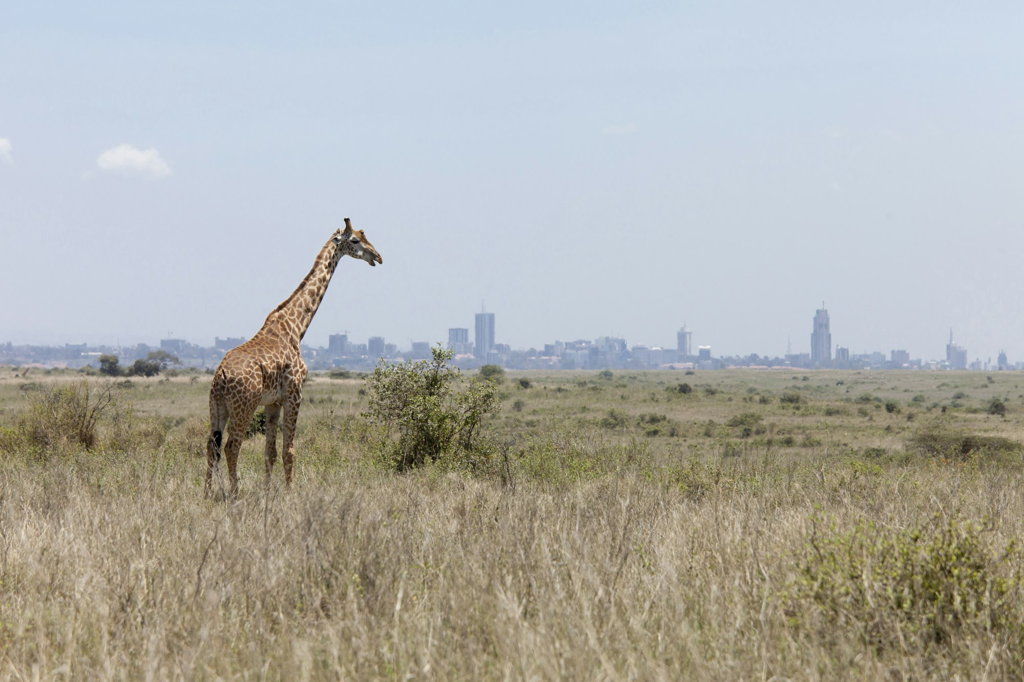 giraffe with Nairobi in background