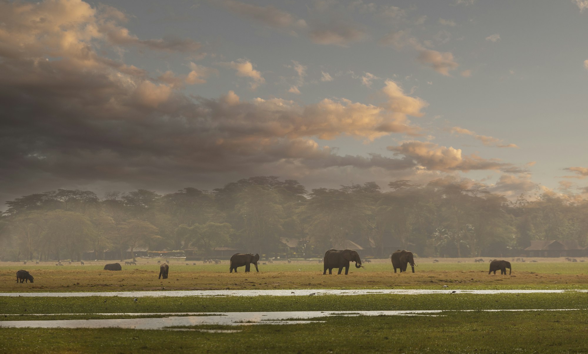 Herd of elephants in Amboseli National Park, Amboseli, Rift Valley, Kenya