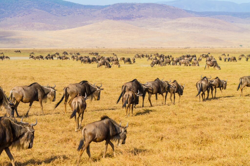 Herds of wildebeests walking in Ngorongoro