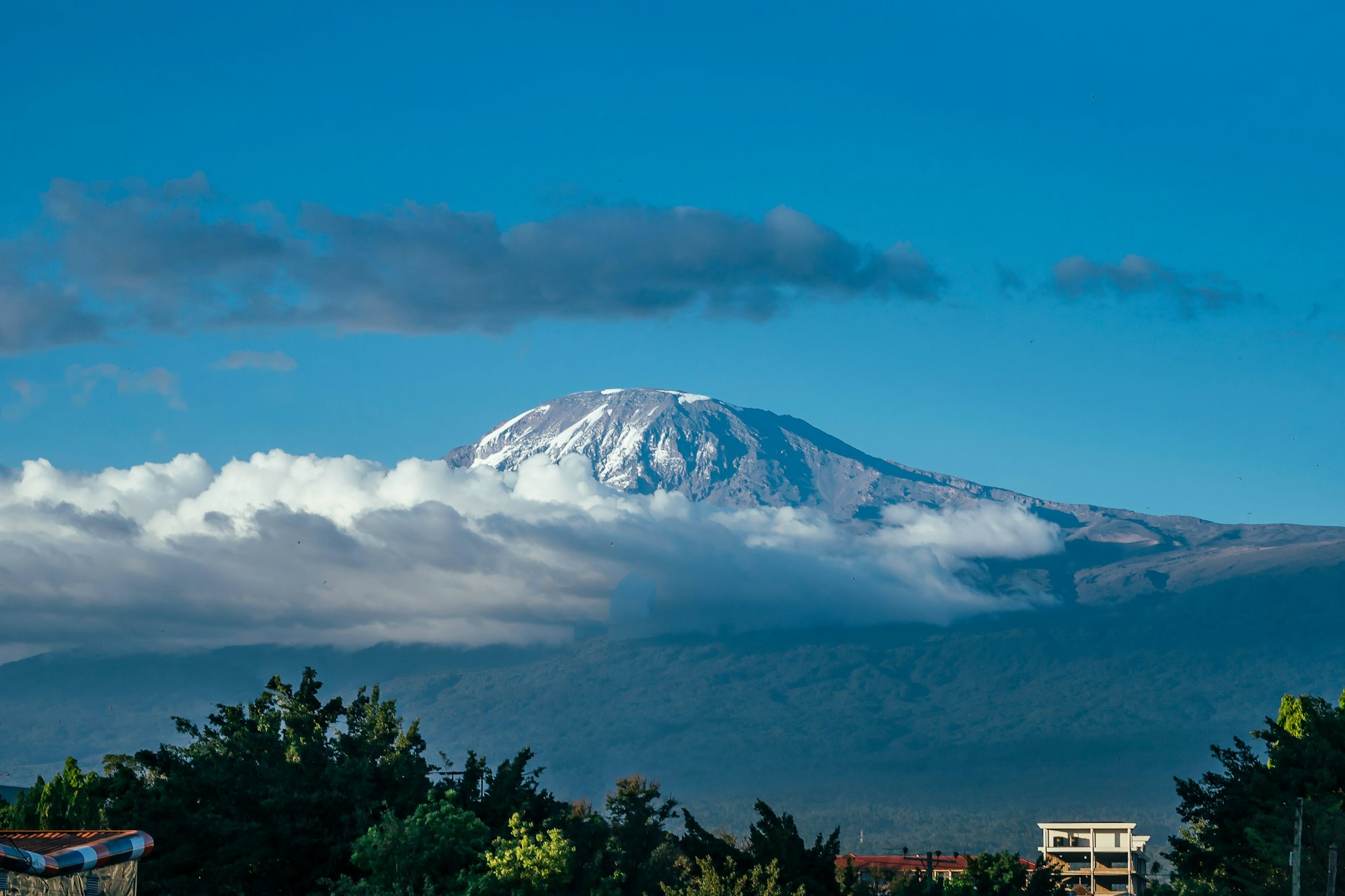 Landscape of snowy Mount Kilimanjaro on the horizon on green wood in Tanzania with a blue sky