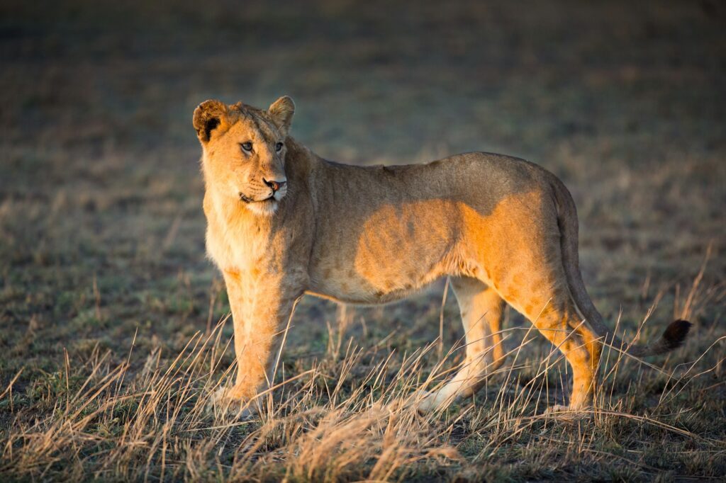 Lion in Serengeti