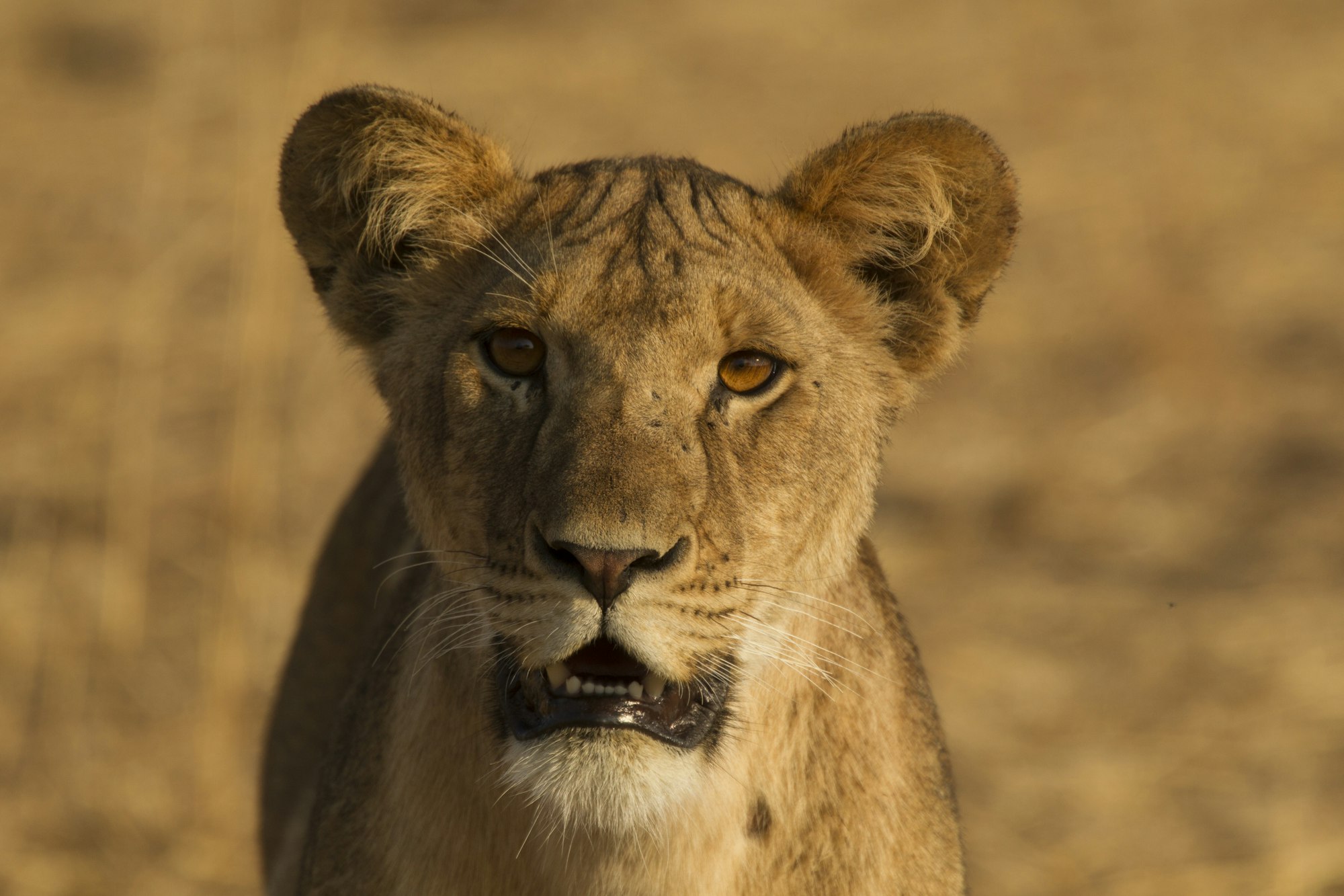 Lion, Panthera leo, Tarangire National Park, Tanzania