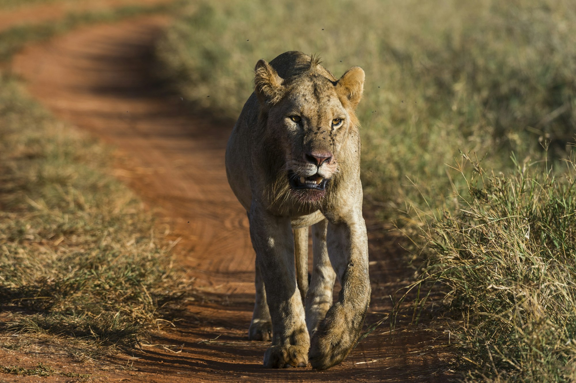 Lion (Panthera leo), Tsavo, Kenya, Africa