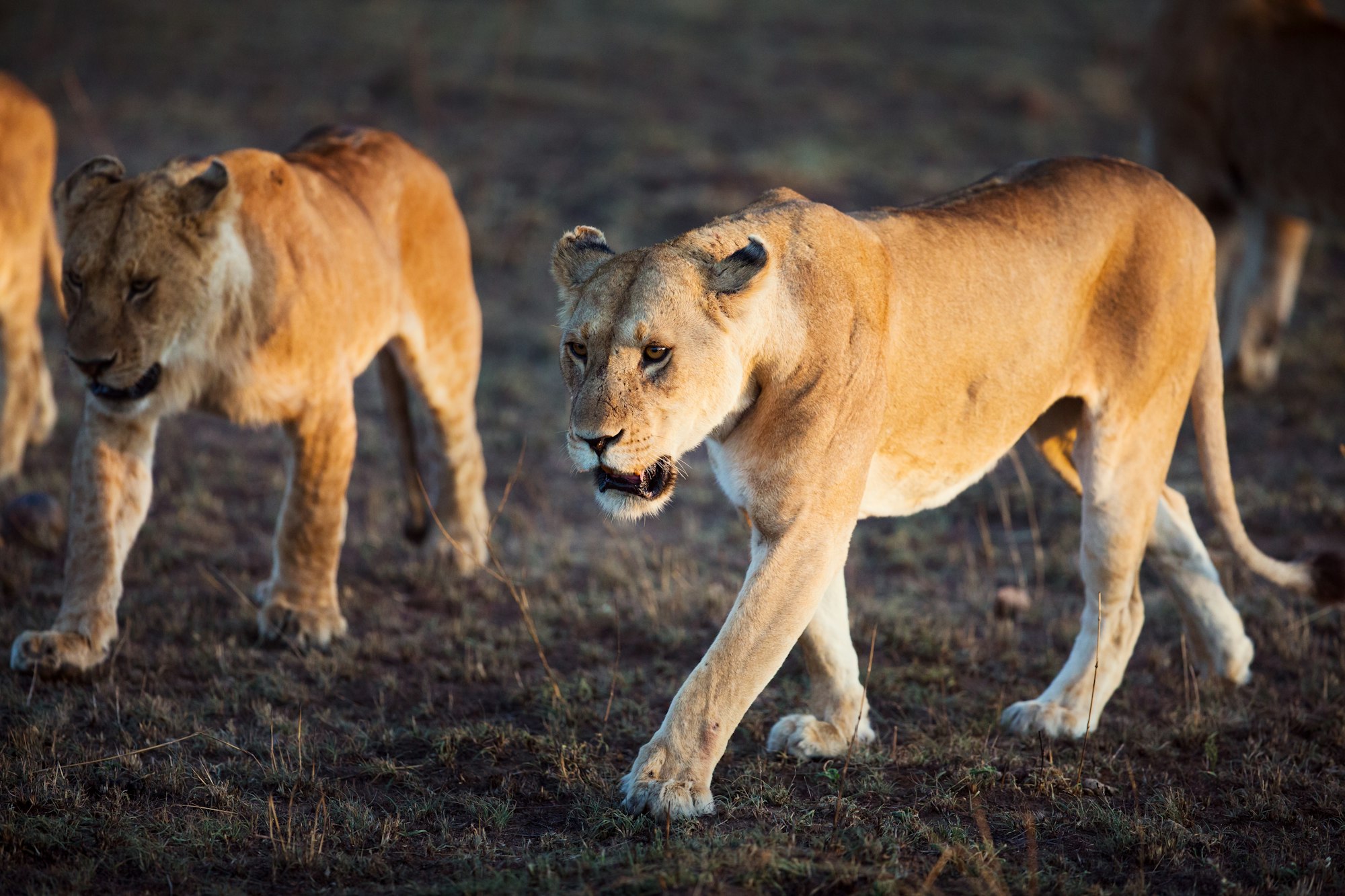 Lions walking in Serengeti