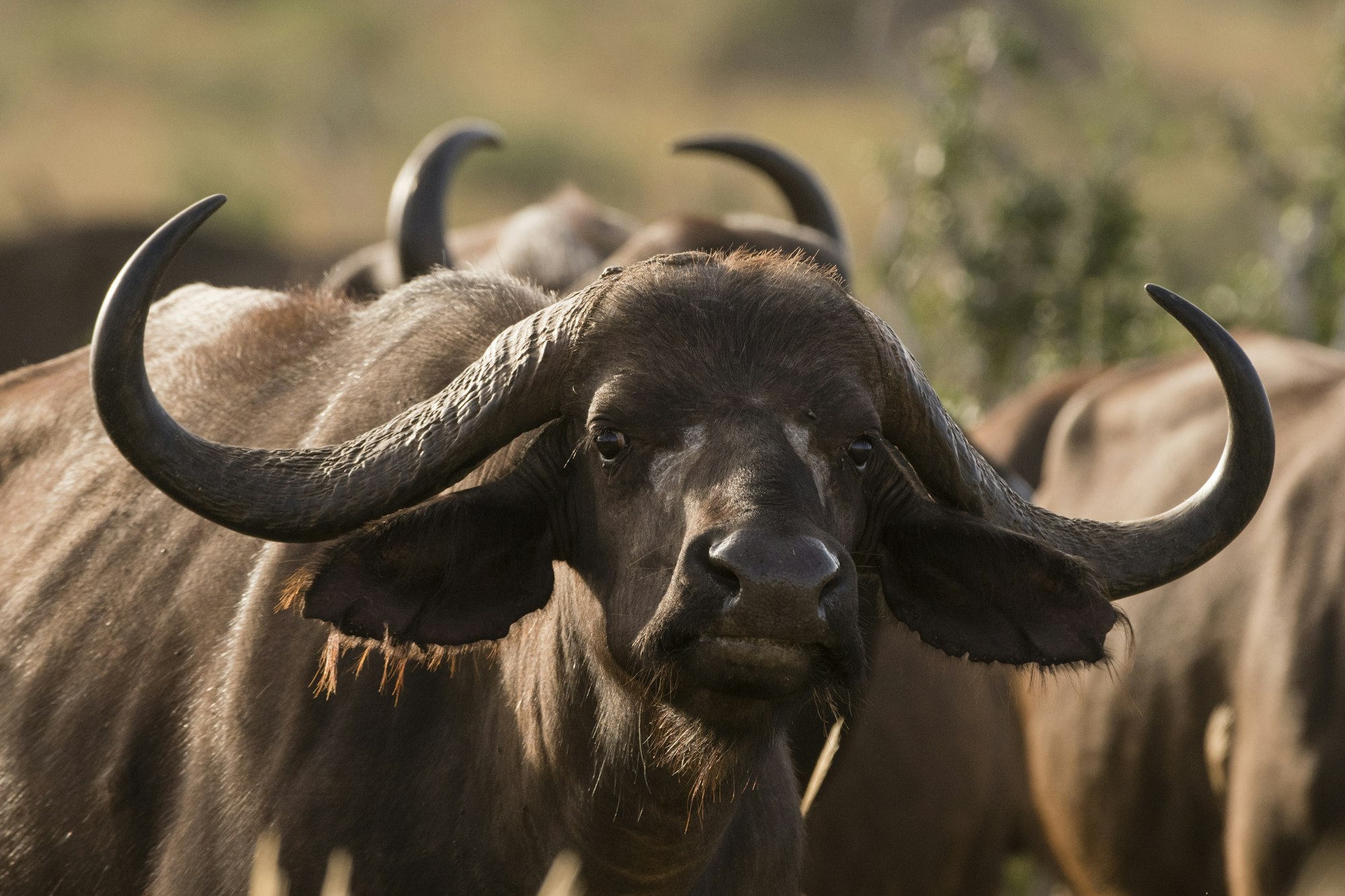 Portrait of an African buffalo (Syncerus caffer), Tsavo, Kenya, Africa