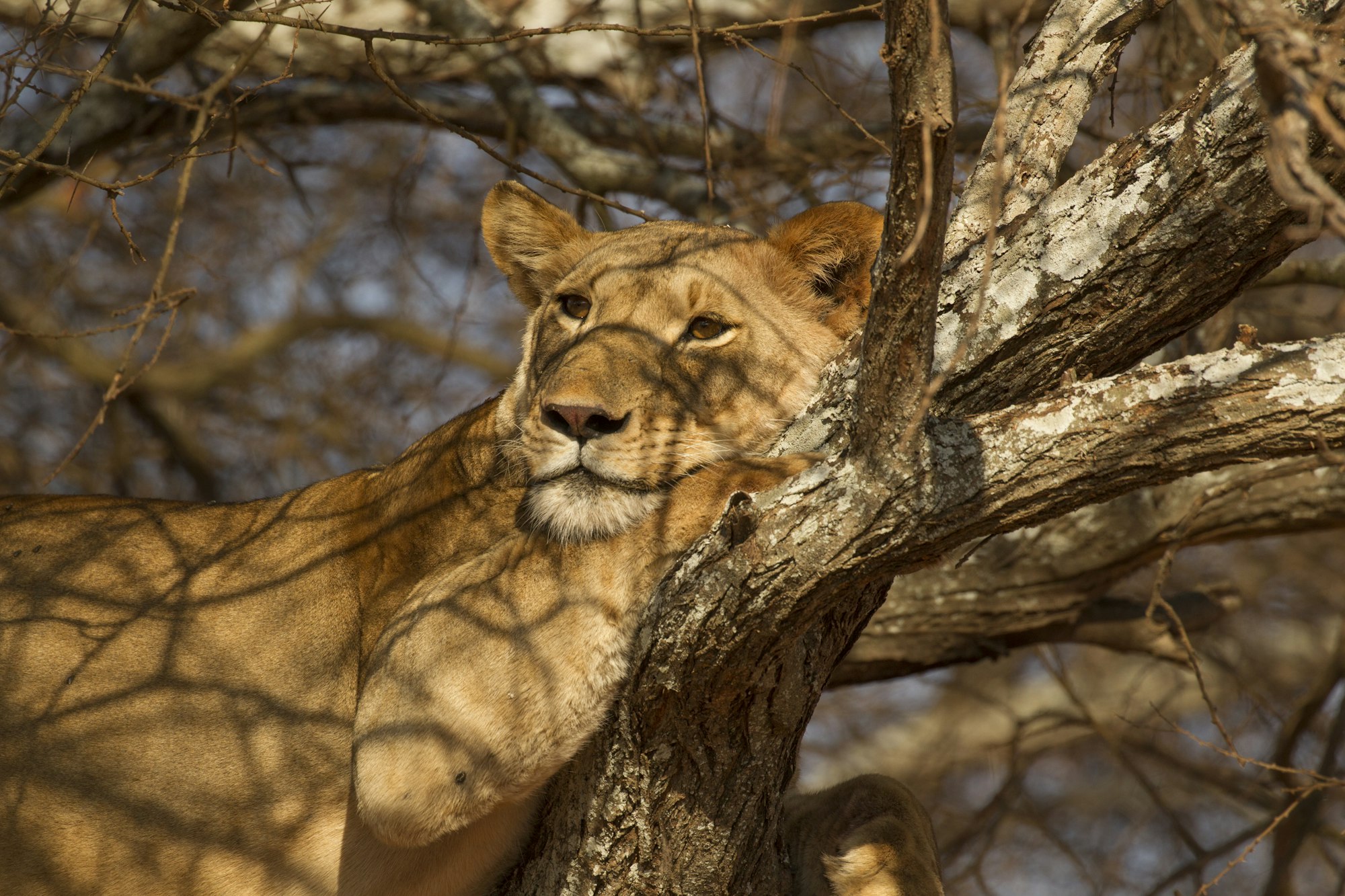 Portrait of lion (Panthera leo), relaxing in tree, Tarangire National Park, Tanzania, Africa