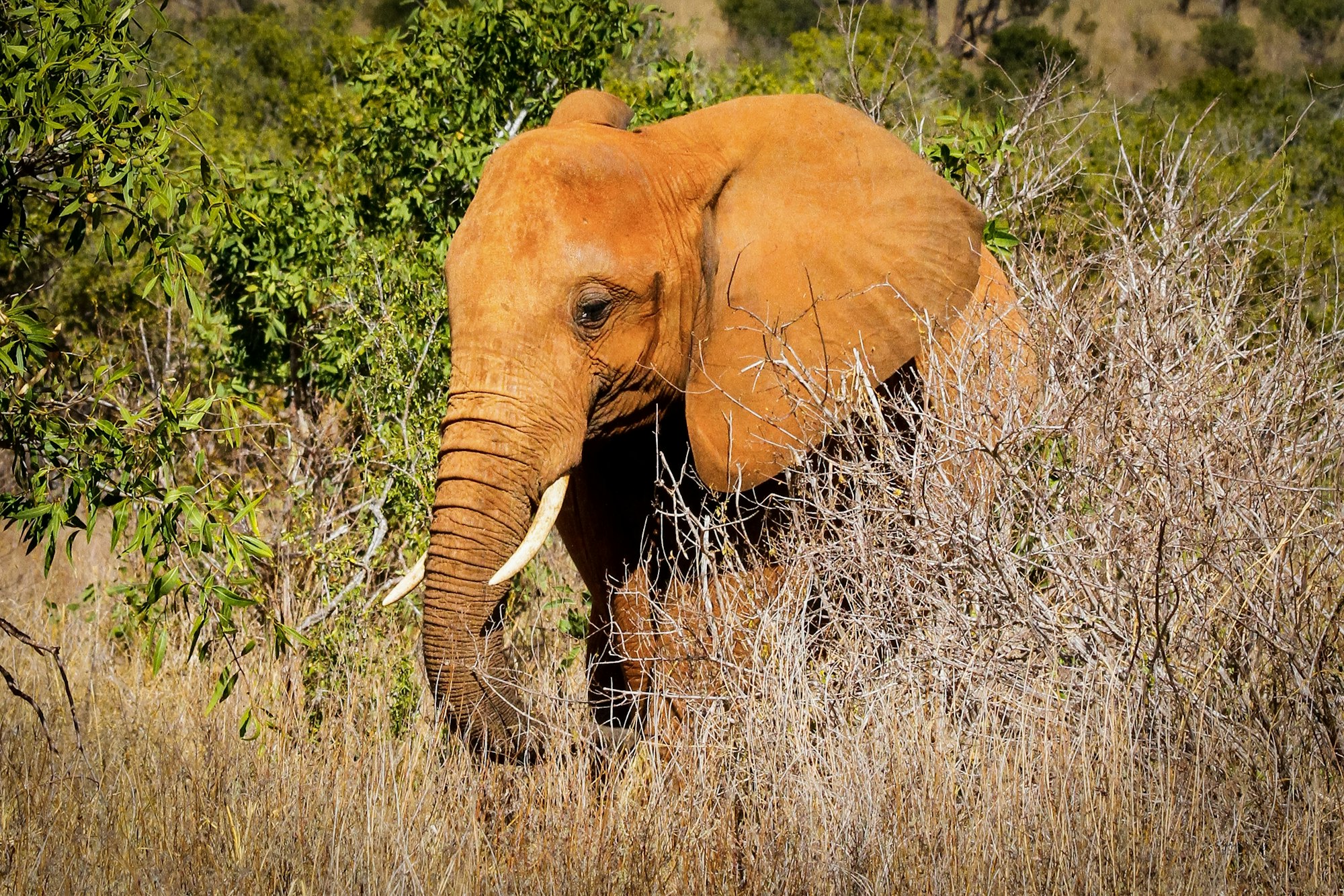 Tsavo East red elephant