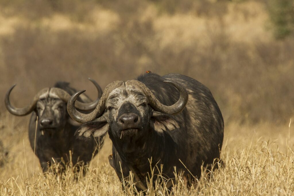 Two buffalo (Syncerus caffer), Ngorongoro, Tanzania, Africa