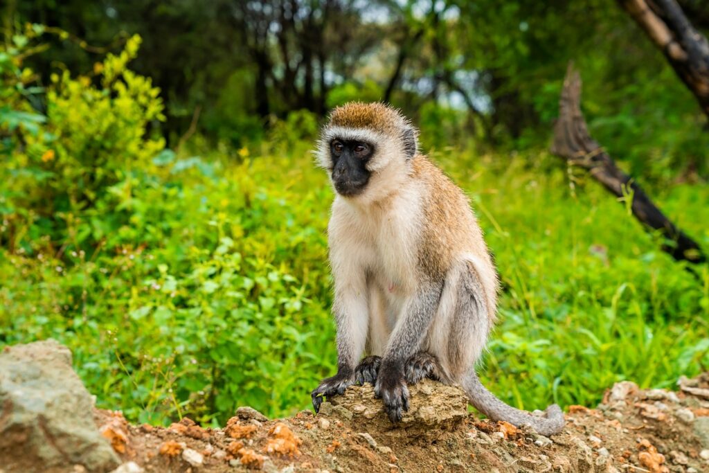 Vervet monkey in Lake Manyara National Park, Tanzania