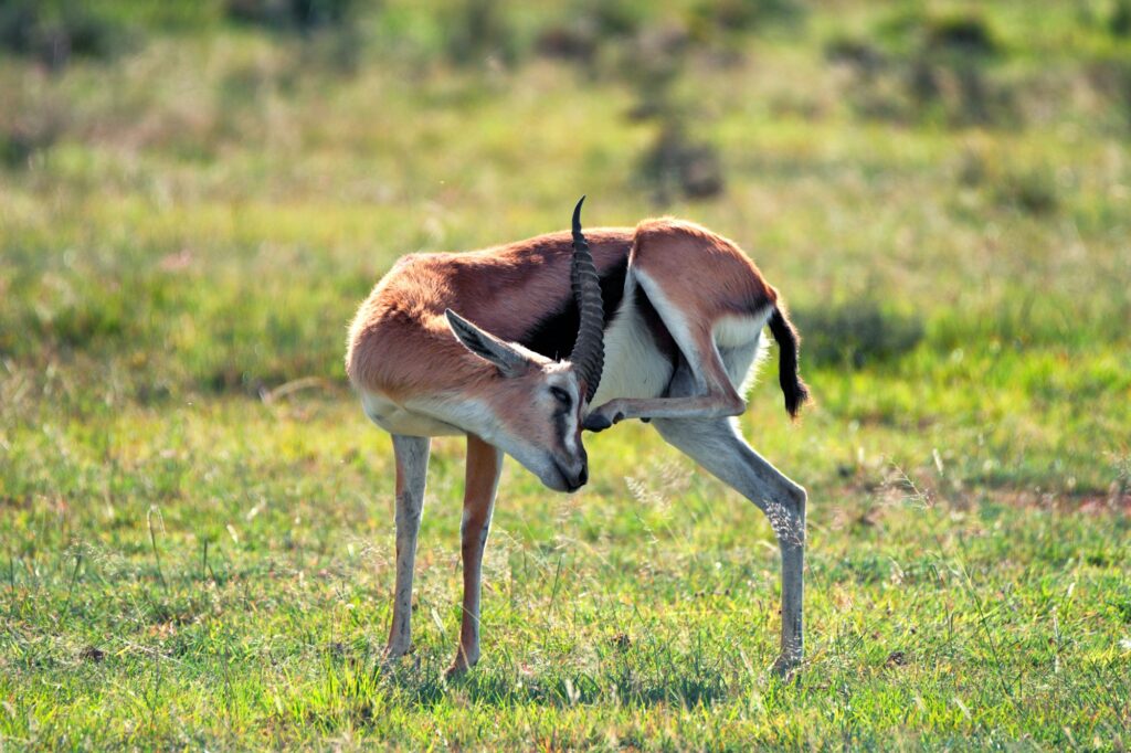 Wild Thompson's gazelle