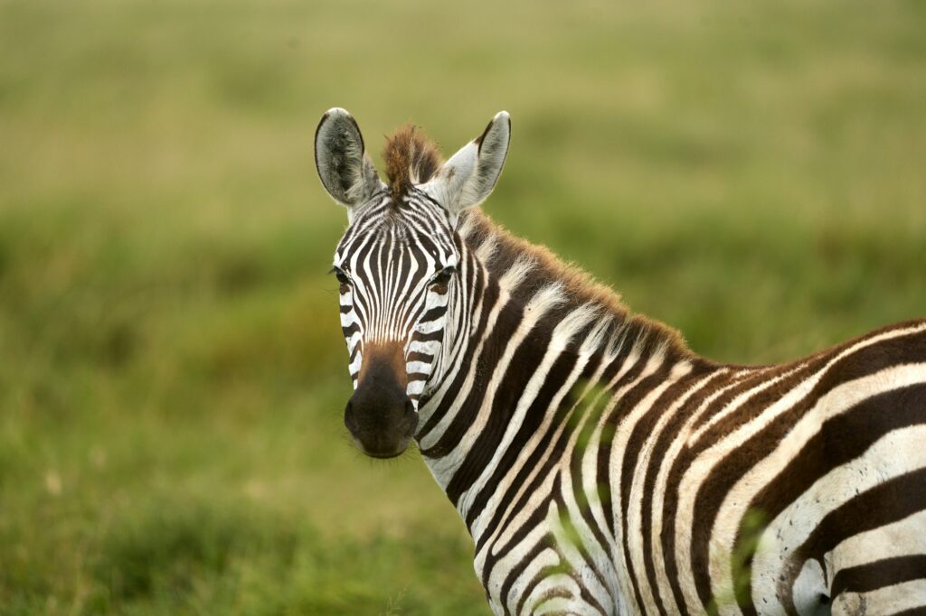 Wild zebra turning to look at camera in the savanna