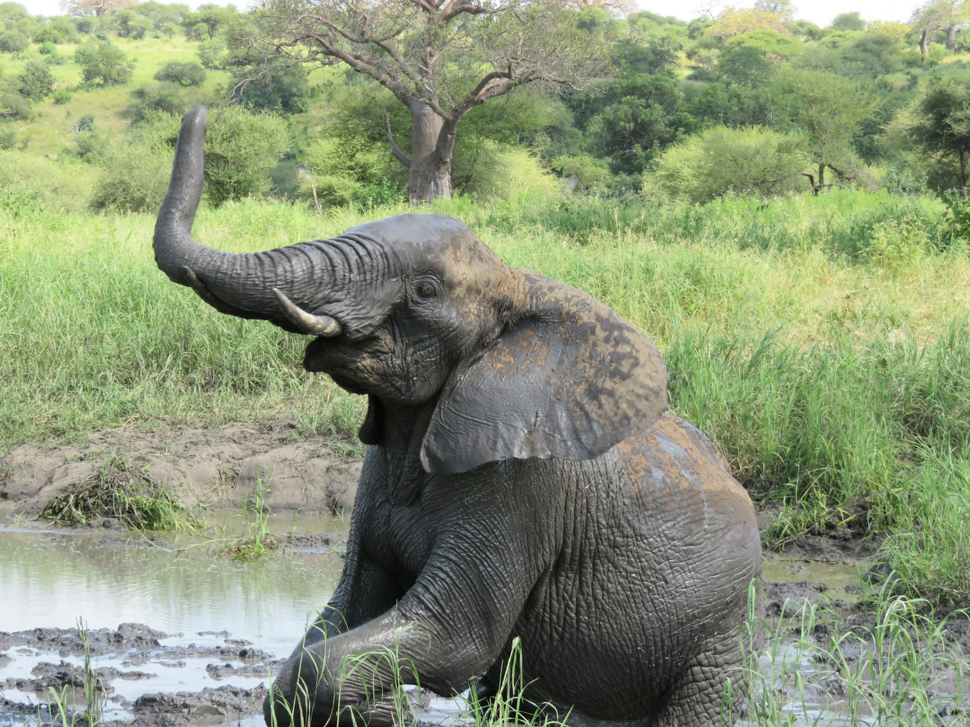 Closeup shot of an elephant playing near a mud pond in a field in Tarangire, Tanzania