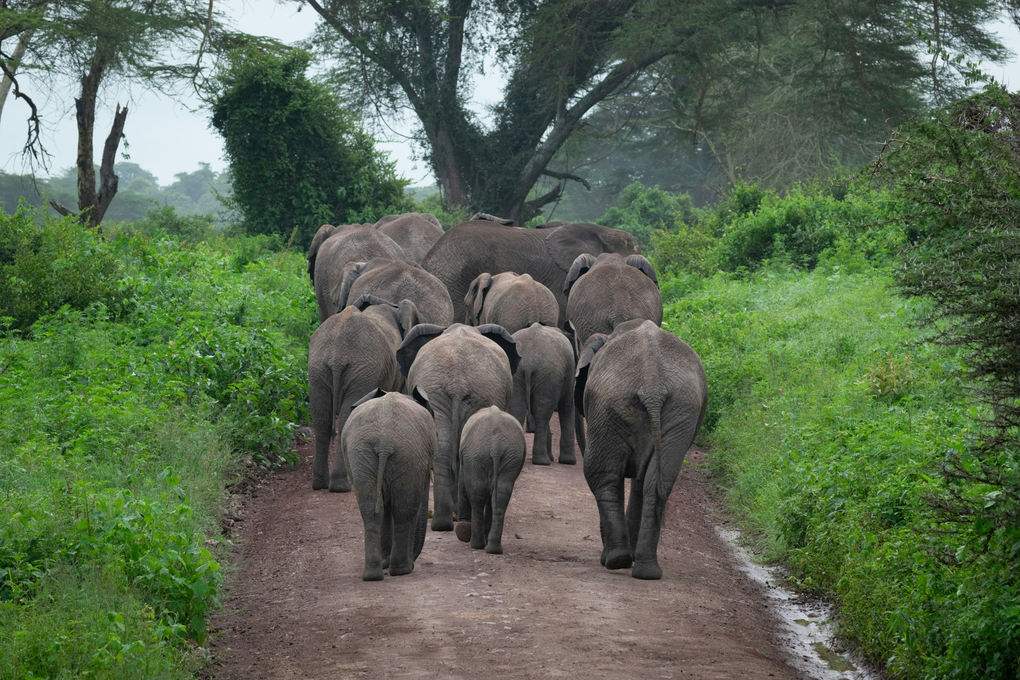 Herd of elephants in Ngorongoro Crater