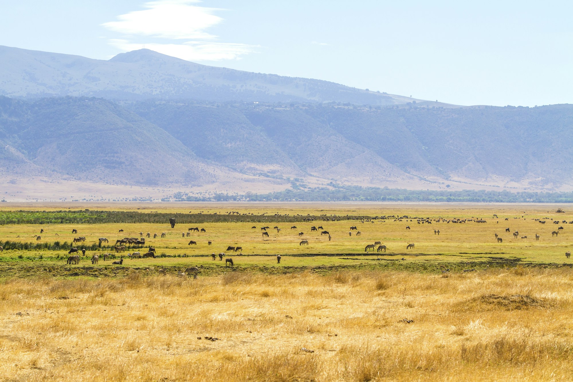 Herds of wild animals grazing in Ngorongoro