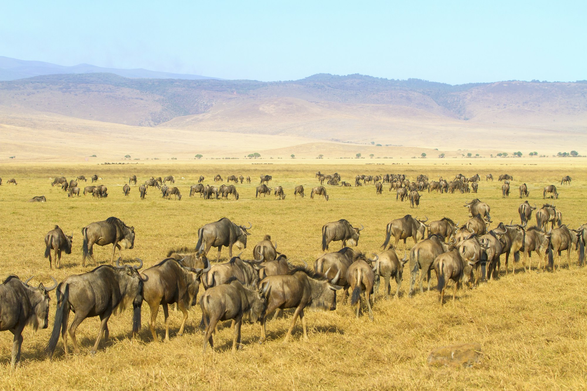 Herds of wildebeests walking in Ngorongoro