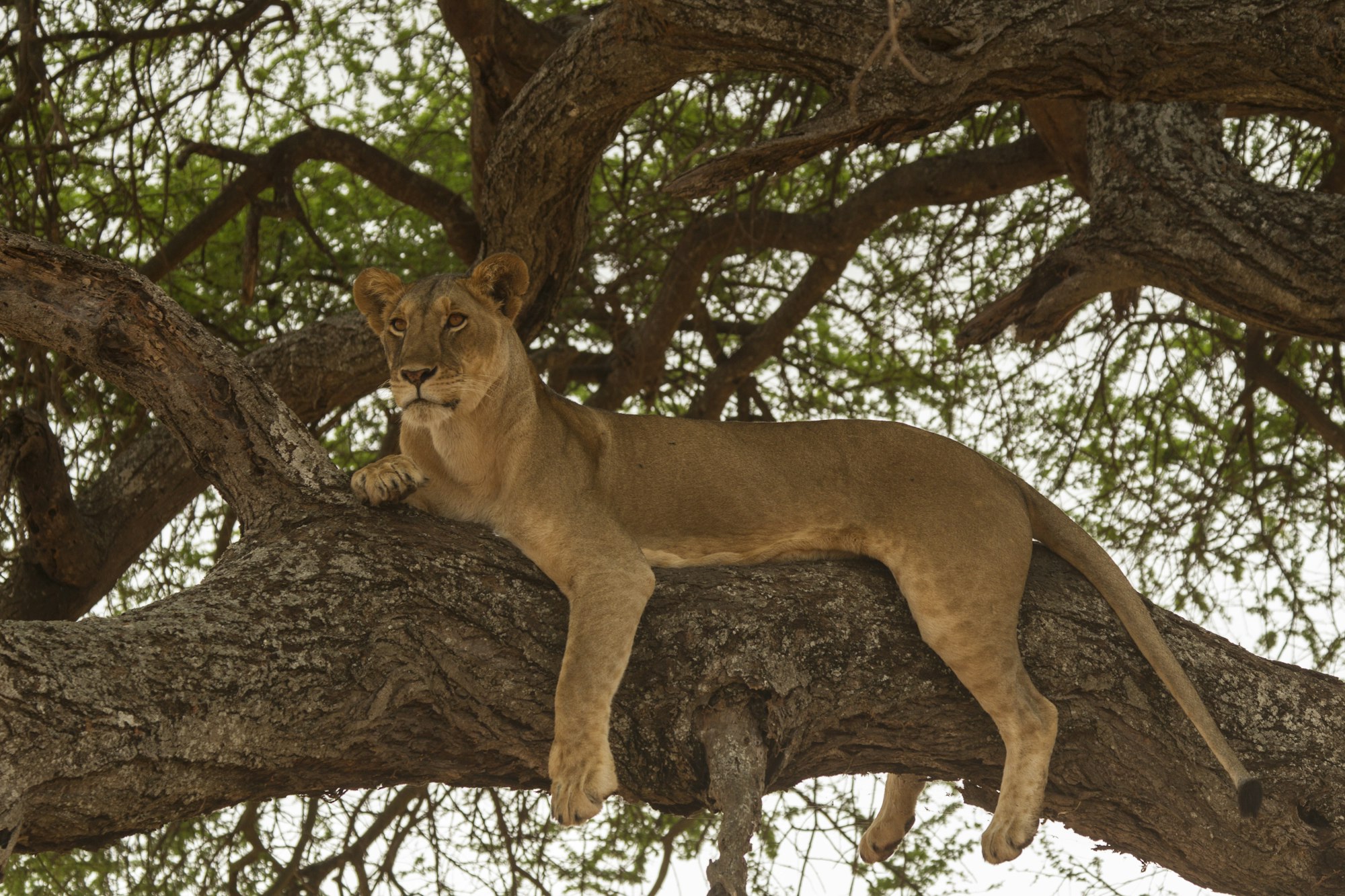 Portrait of lion (Panthera leo), relaxing in tree, Tarangire National Park, Tanzania, Africa