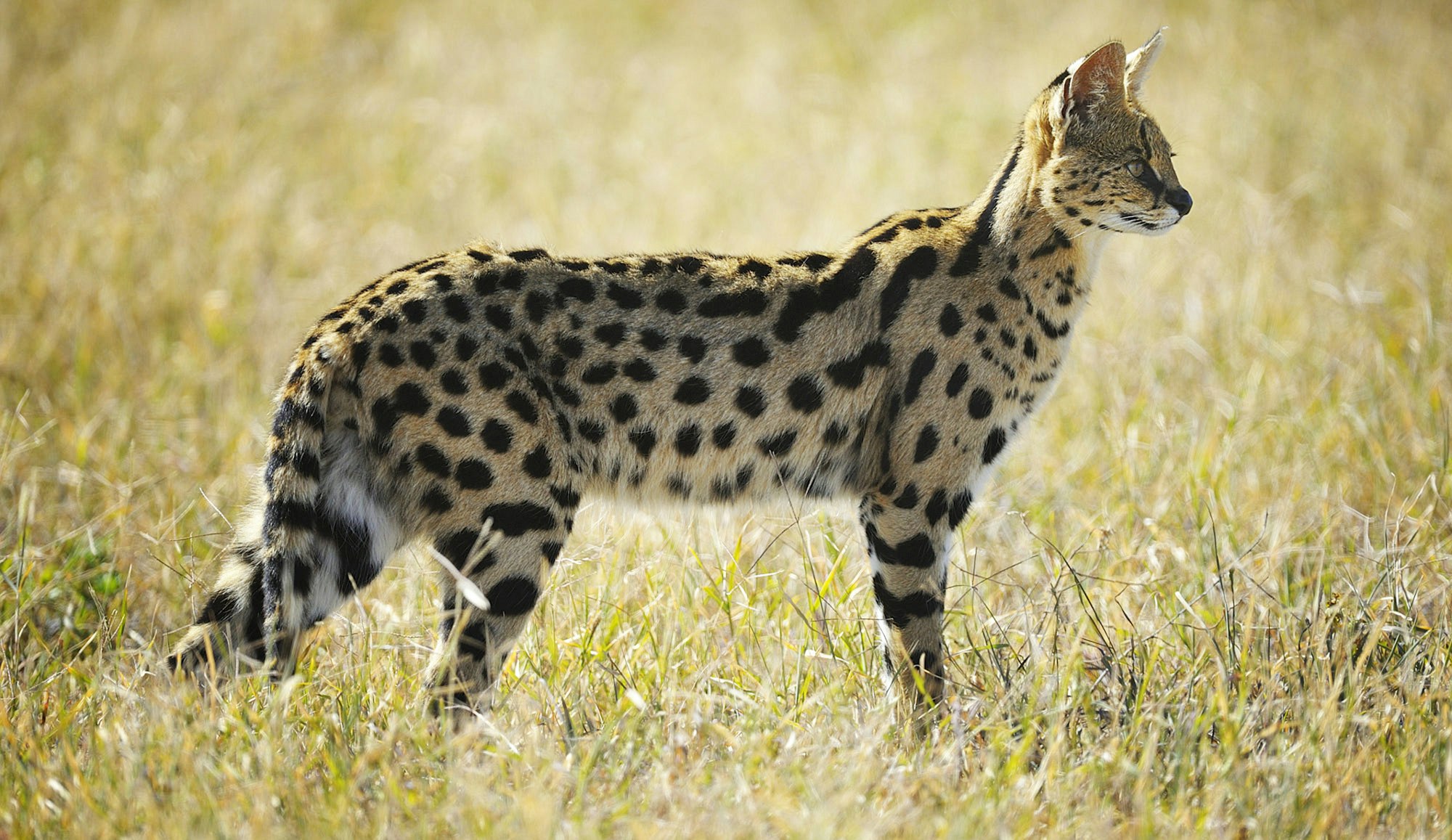 Serval Cat, Ngorongoro Crater, Tanzania, East Africa