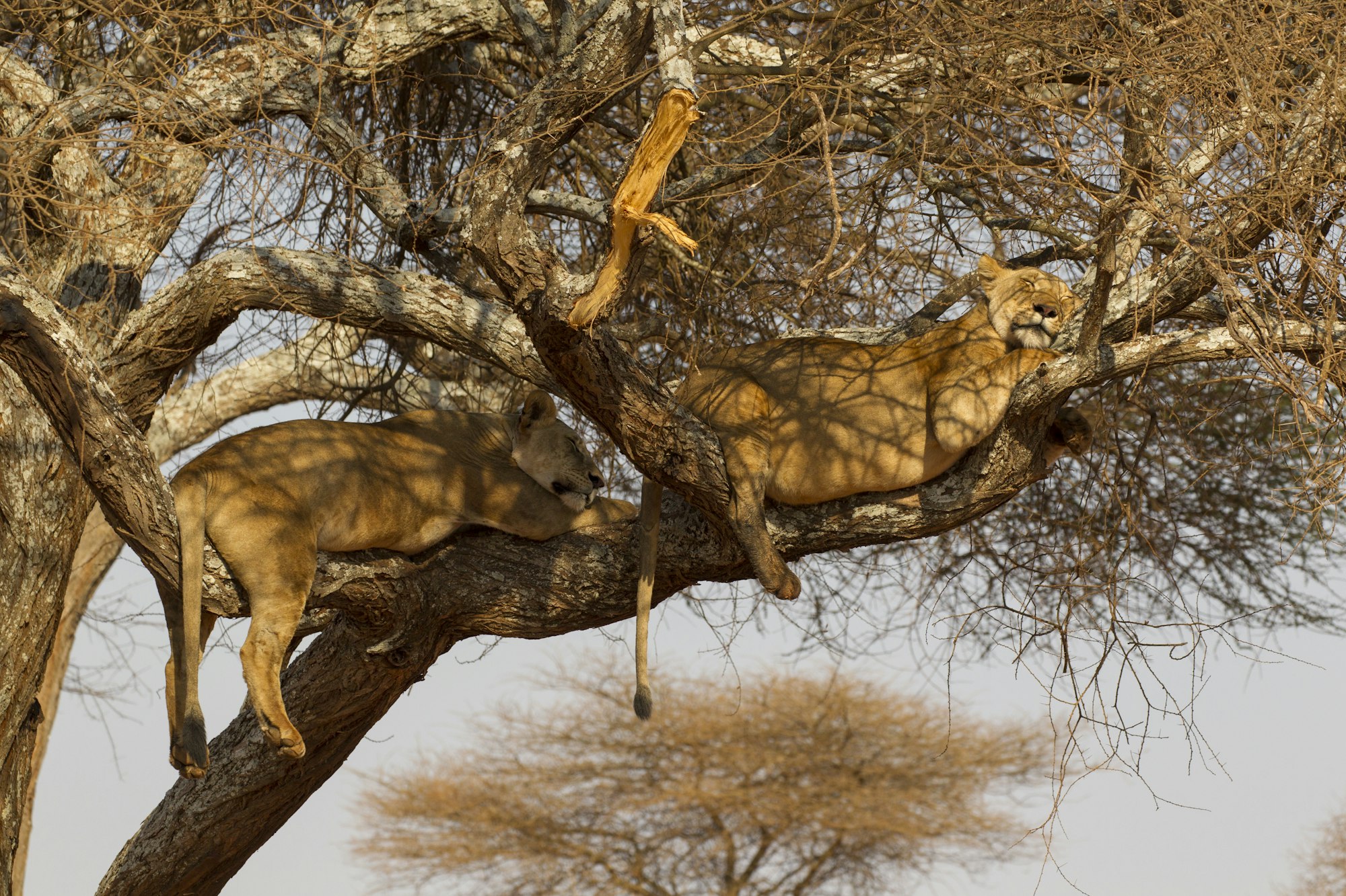 Two lions (Panthera leo), relaxing in tree, Tarangire National Park, Tanzania, Africa