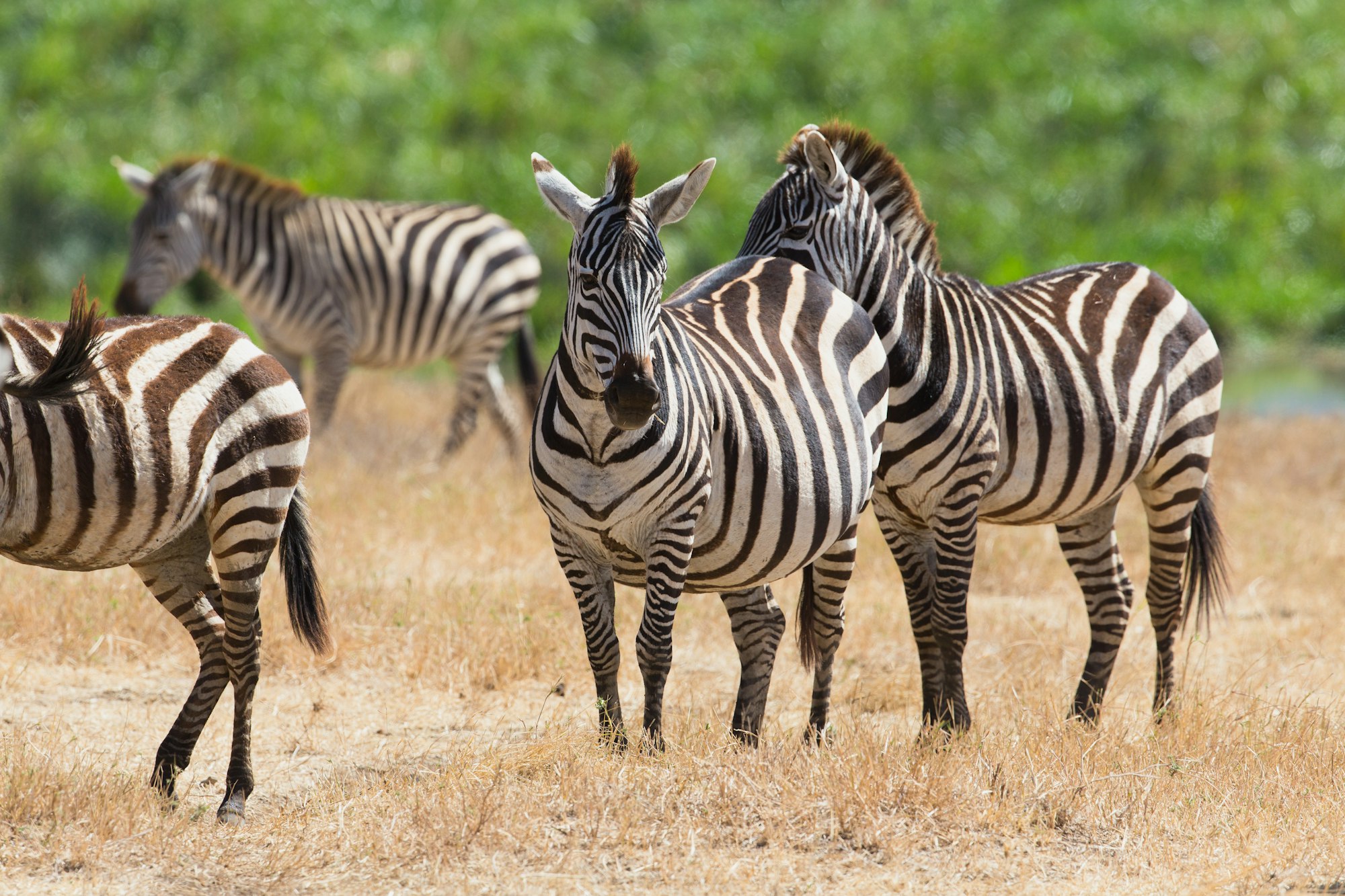 Zebras in Ngorongoro