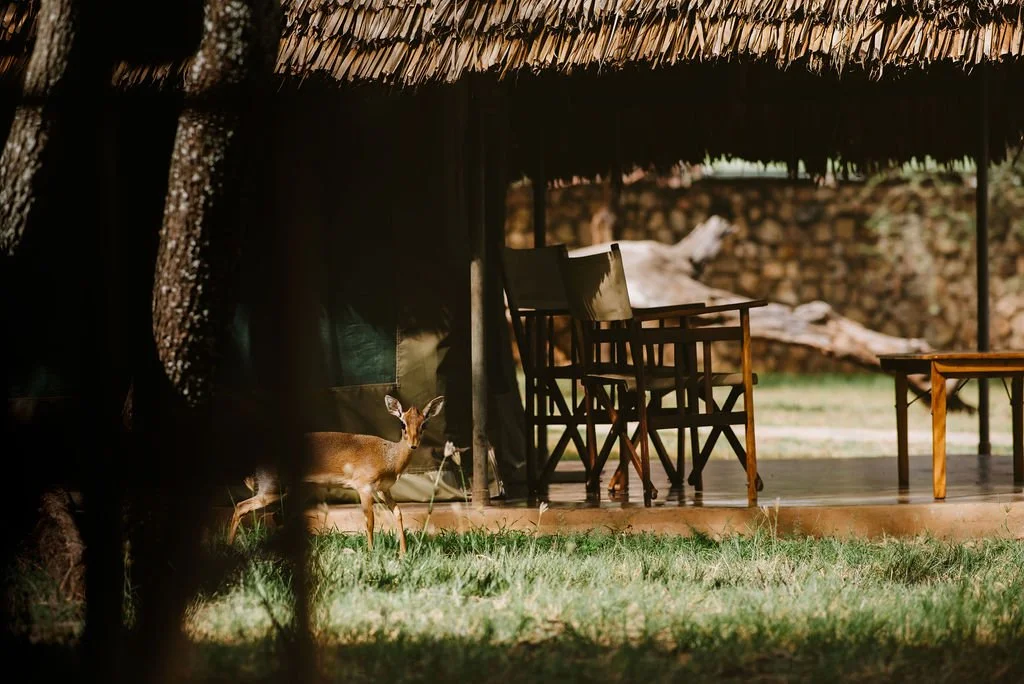 Tarangire Safari Lodge