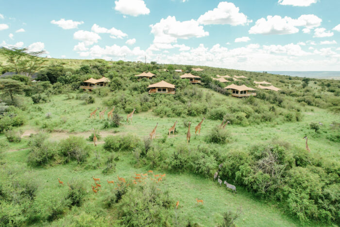 Serengeti Bushtops