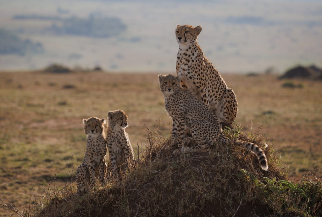 4 Days Budget Camping Safari – Tarangire, Serengeti & Ngorongoro