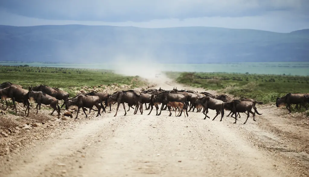 5 Days Private Safari – Tarangire, Lake Natron, Lake Manyara & Ngorongoro