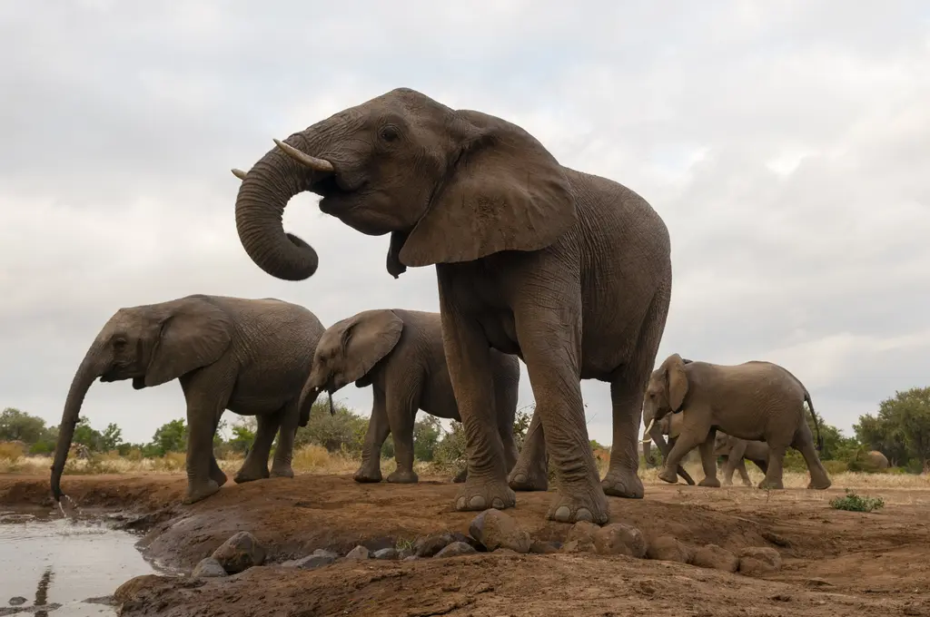 7 Days Great Migration Calving Safari - photo 4