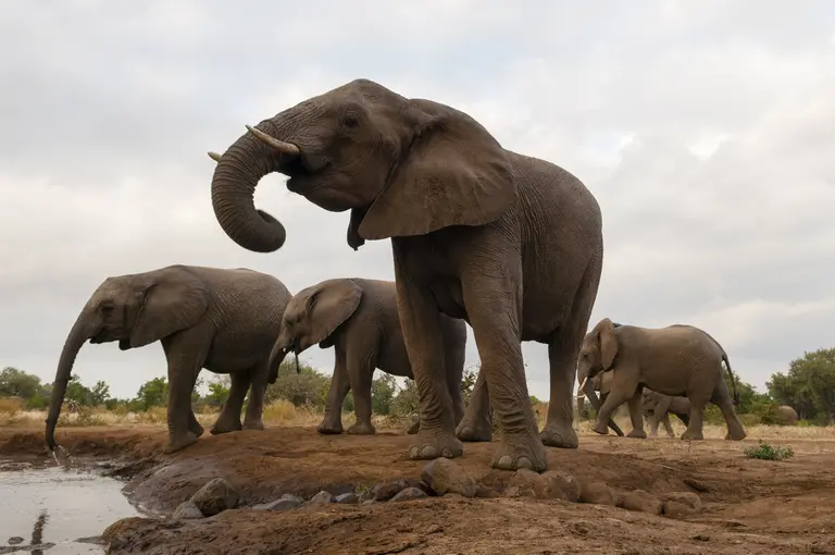 A majestic elephant family ambling by a watering h