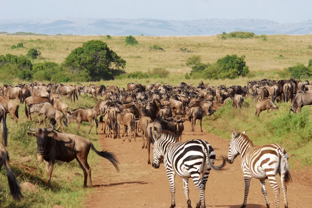 May - safari season in Tanzania