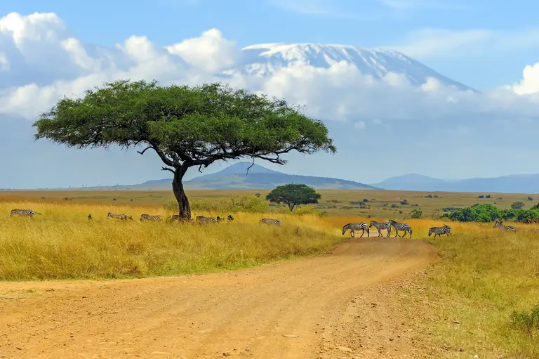 Beautiful landscape with acacia tree in african sa