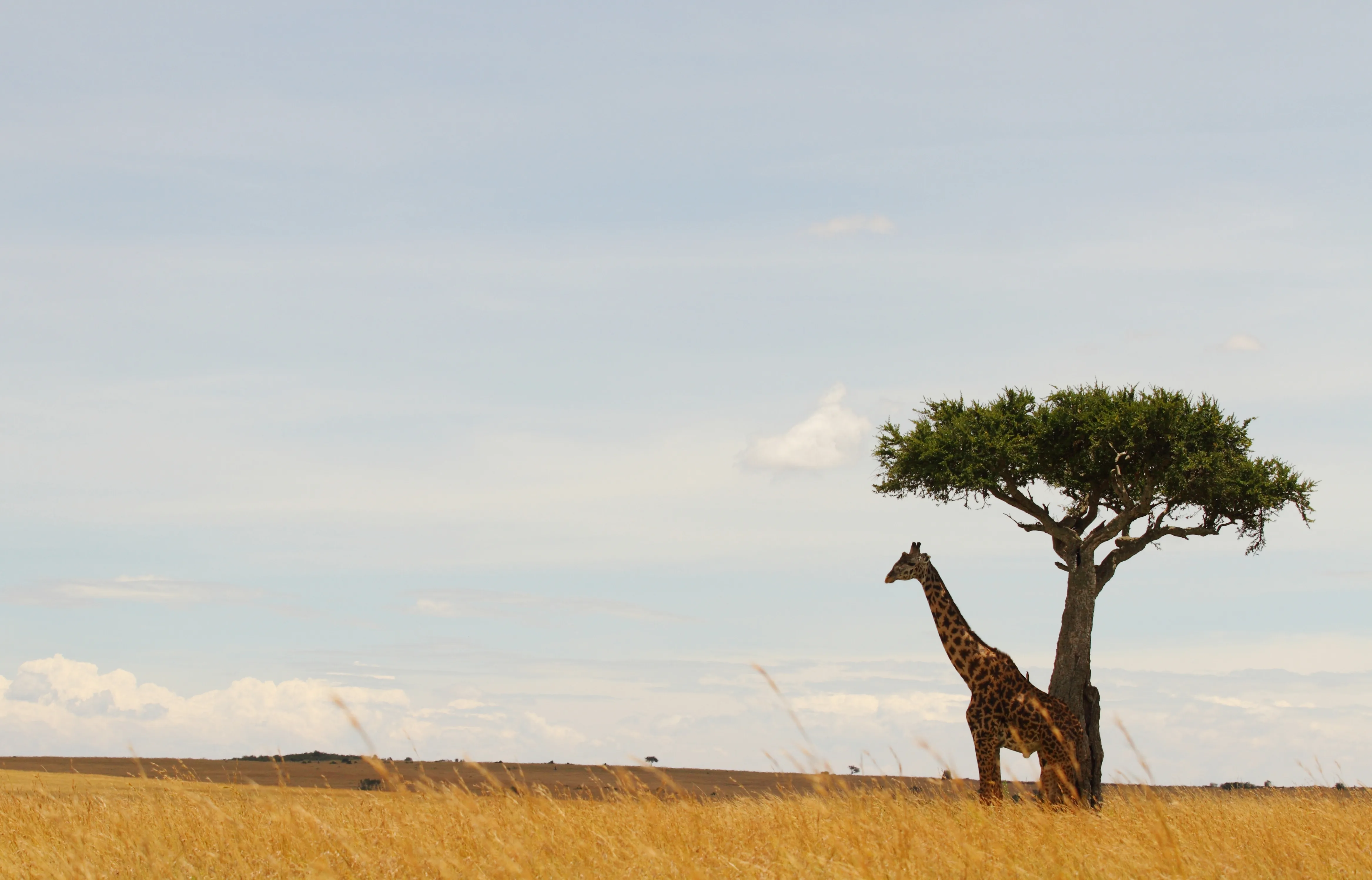 Family Safari