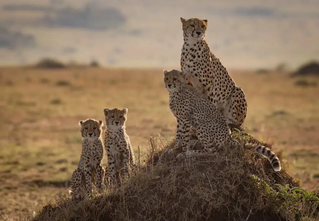 February - safari season in Tanzania