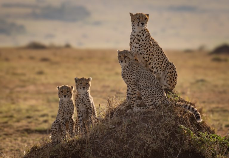 Ndutu