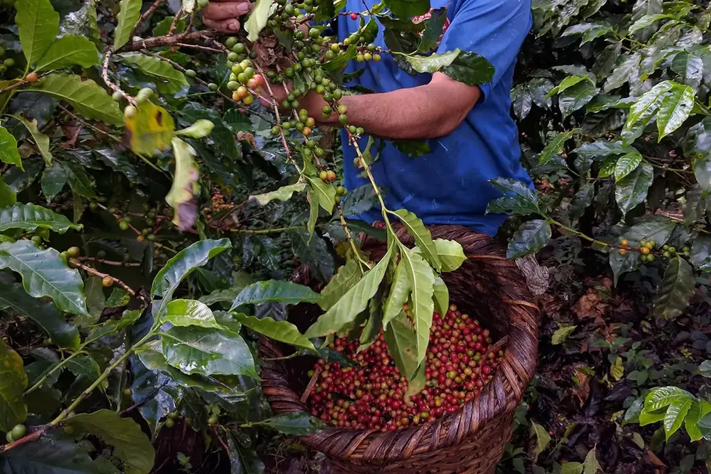 Arusha Coffee Tour