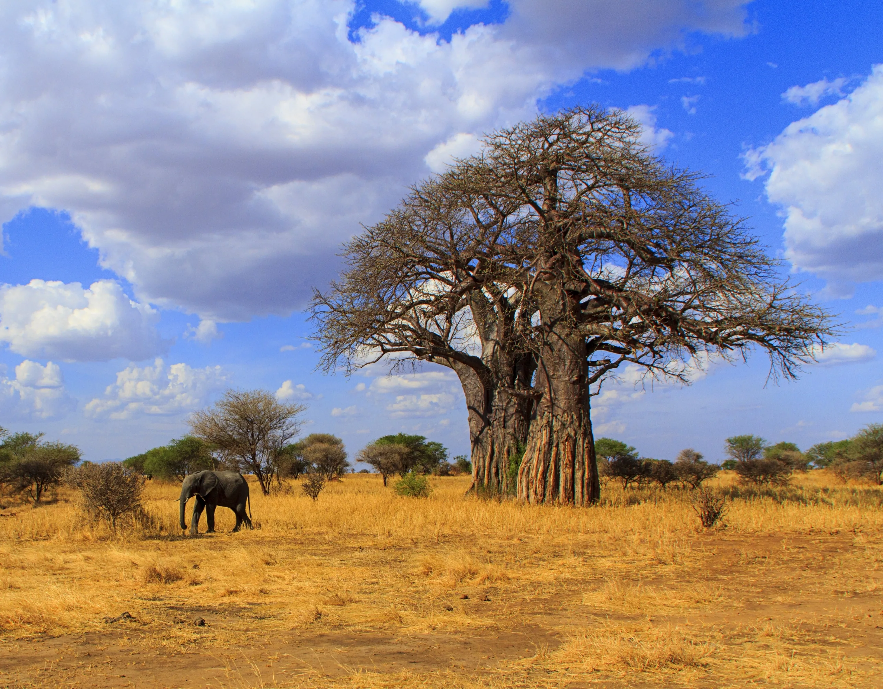 Elephant walking in the savanna with a baobab at t